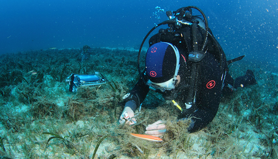 Scientific dive to study aquatic photosynthesis. By courtesy of Arnaud Abadie.
