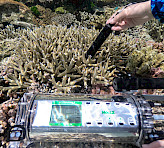 <p>Underwater Oxygen Sensor DIVING-PAM-II/O2 employed in coral studies near Heron Island Research Station, The University of Queensland. Photograph courtesy of Erik Trampe.</p>