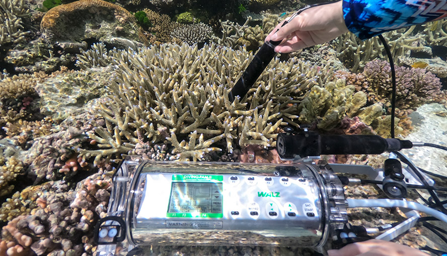 Underwater Oxygen Sensor DIVING-PAM-II/O2 employed in coral studies near Heron Island Research Station, The University of Queensland. Photograph courtesy of Erik Trampe.