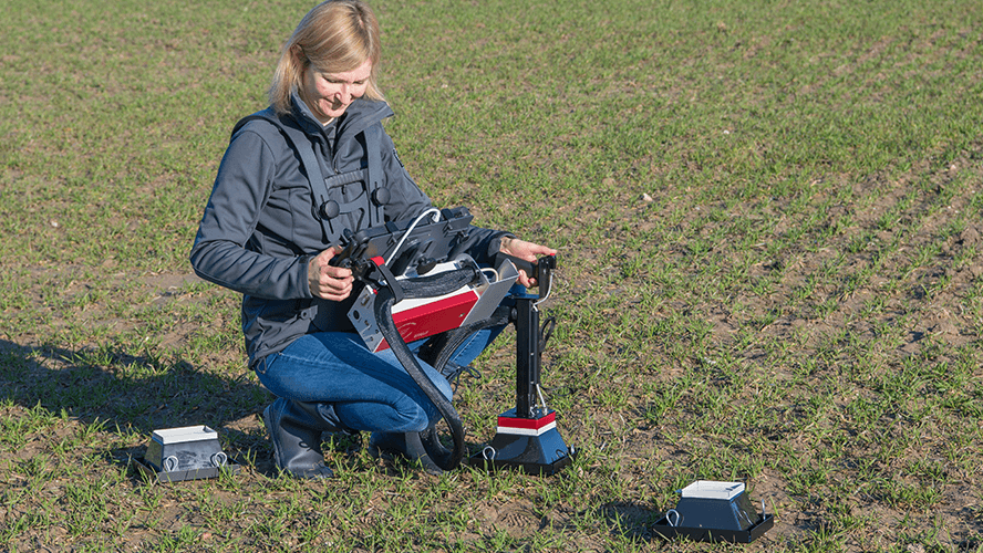 Probing cereals in the tillering stage.