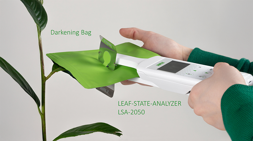 Probing a leaf after predarkening in a Darkening Bag (LSA-2050/DB). Dark acclimation is important for correct determination of the maximum Photosystem II yield, FV/FM.