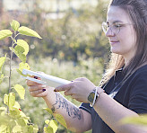 <p>Probing a leaf.</p>