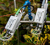 <p>MICRO-HEADs carrying out saturation pulse analysis with variegated leaves.</p>