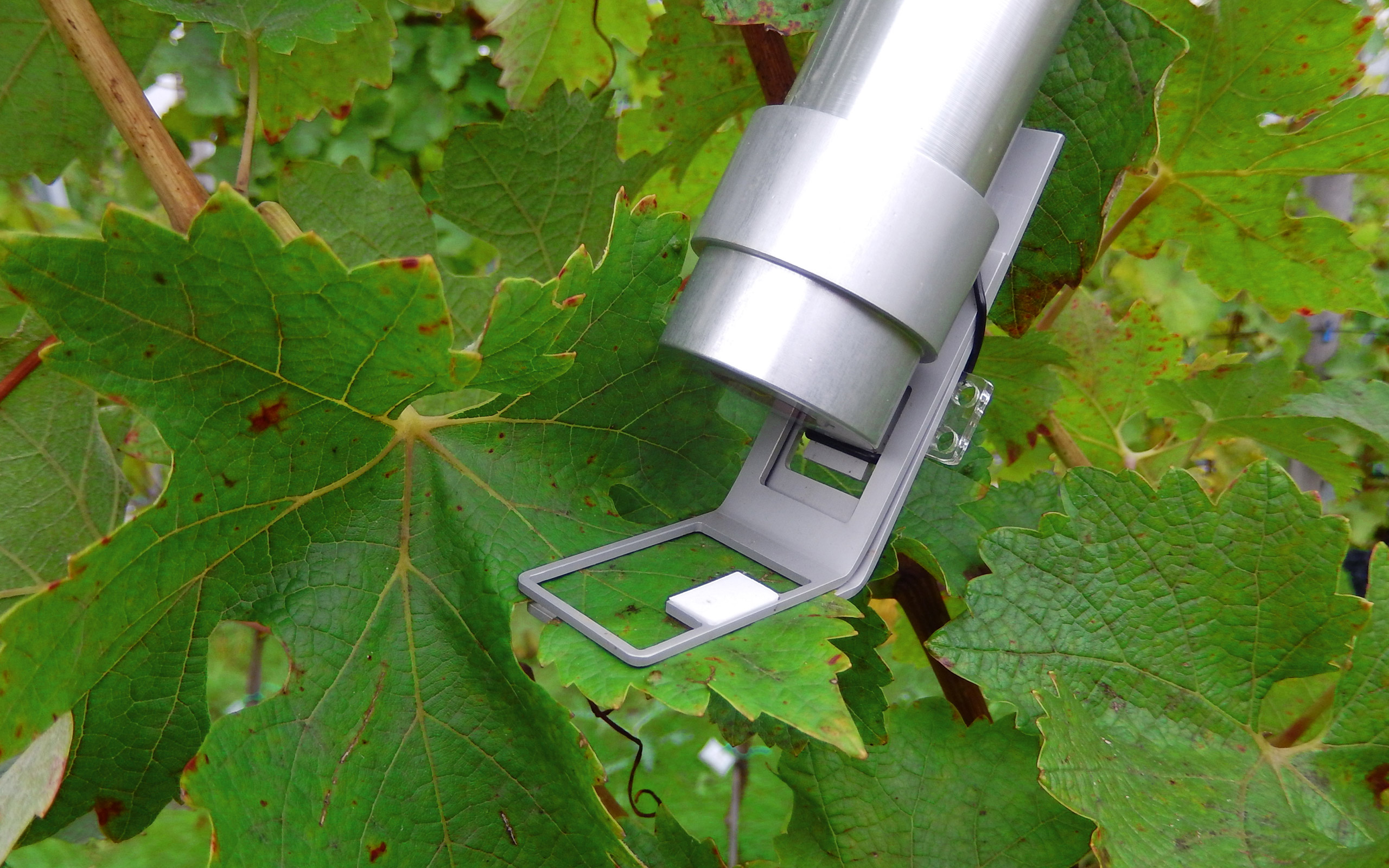 Monitoring photosynthesis in a grapevine leaf. Picture by courtesy of S. Tittmann and Y. Wohlfahrt, Hochschule Geisenheim.