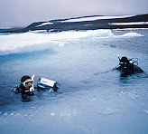 Studying brown algal photosynthesis in icy waters using the DIVING-PAM Underwater Fluorometer.