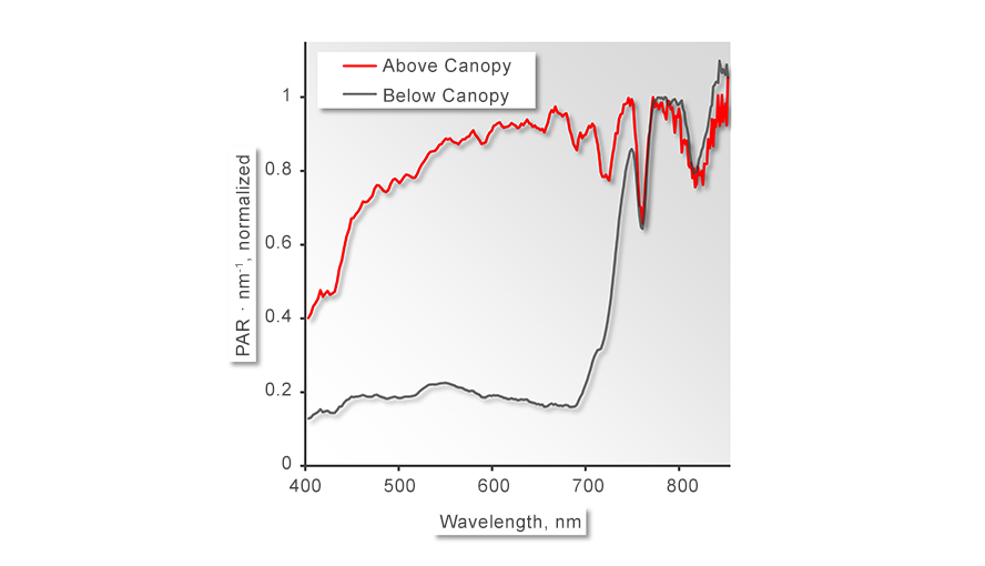 Figure 2: Spectra of PAR above canopy (red line) or below canopy (black line) normalized at 870 nm. The spectra demonstrate how markedly leaf absorption affects the intensity ratios “visible/far red”. Phytochrome photoreceptors specially sense to the red/far red ratio. These photoreceptors trigger many plant processes.