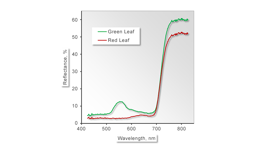 Figure 3: Reflectance spectra of a green and red (anthocyanin-containing) leaf. The maximum at 550 nm of the green spectrum corresponds to the so-called “green gap” of leaves at which pigment absorption is low. The red line shows how that the green gap disappears in the presence of light-screening anthocyanins.