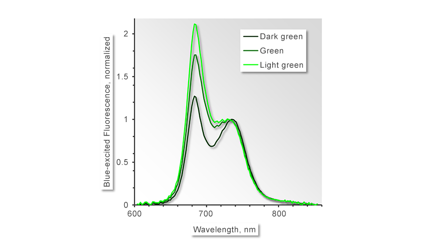 Figure 4: Fluorescence emission spectra of ivy leaves normalized to their long-wavelength maximum. Fluorescence at wavelength < 700 nm decreases from the light green to the dark green leaf probably due to increasing fluorescence reabsorption inside the sample (Buschmann C (2007) Photosynth Res 92, 261–271).