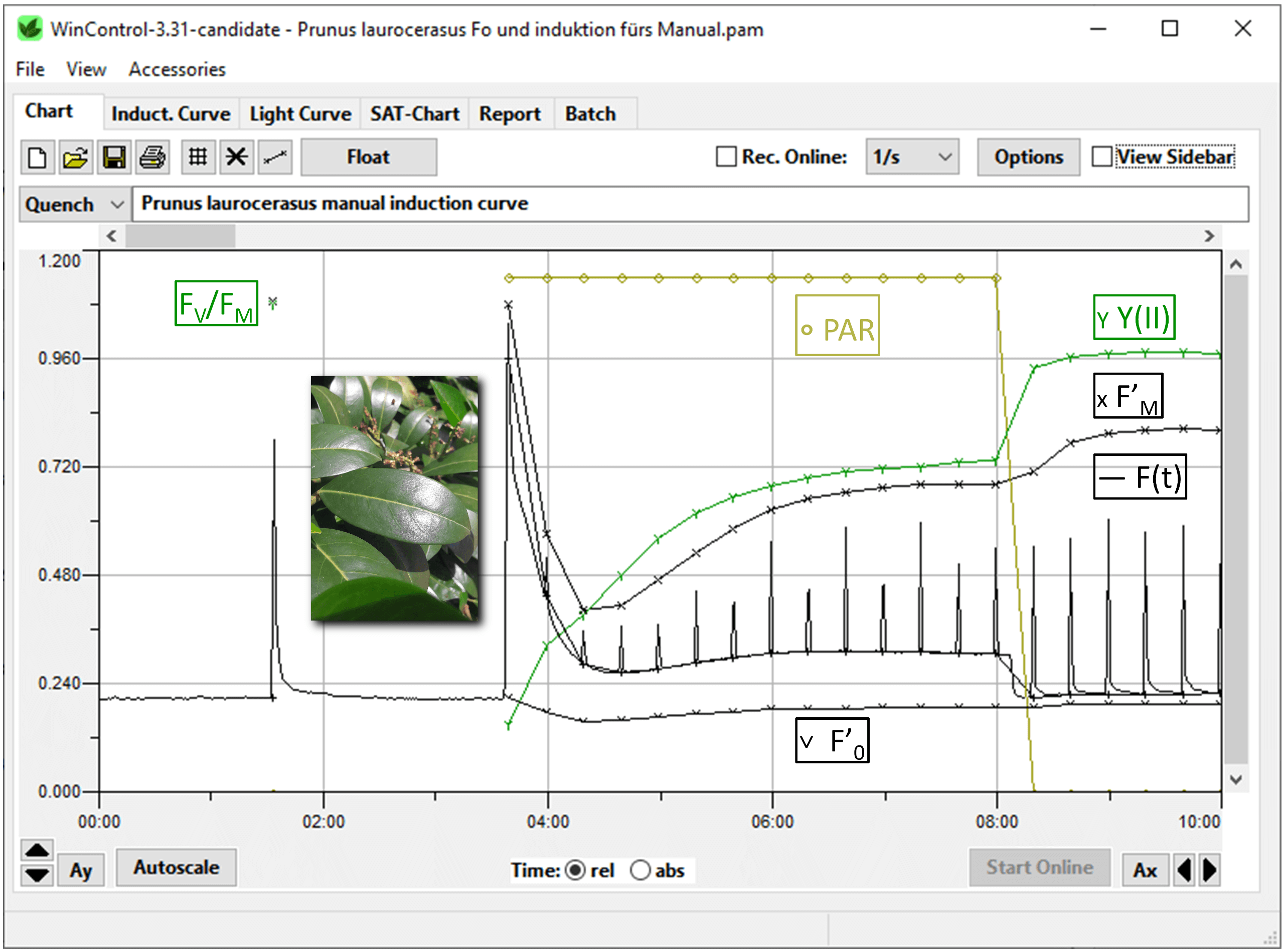 Figure 1: Fluorescence induction curve. A leaf of Prunus laurocerasus, kept in the dark for 15 minutes, was probed. FV/FM was determined at 1 min 40 s. Actinic light was switched on from 3 min 40 s to 8 min (see “PAR”). The Y(II) was minimal right after onset of light and increased during further exposure as various parts of the photosynthetic machinery became light activated. The WinControl-3 software carried out saturation pulse analyses automatically. Shown in black are maximum fluorescence (FM’), minimum fluorescence (F0’) and continuously recorded fluorescence (F(t)).