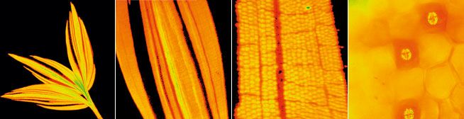 Chlorophyll fluorescence