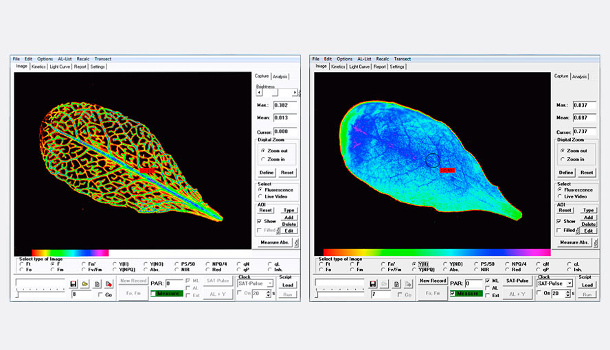 MINI version with IMAG‐MIN/GFP; imaging of GFP and PSII fluorescence.