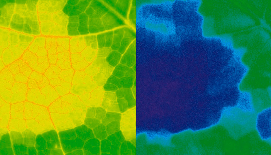 Sample image of beginning deletion in a lime tree leaf.