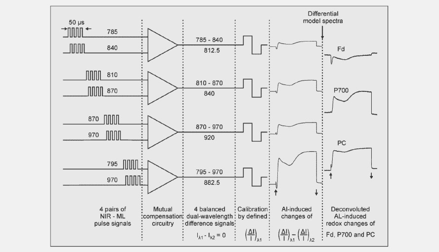 Scheme showing how the wavelength pairs are measured sequentially in blocks of 50 &micro;s after which the signals after a few more steps, with the help of the differential model plots, are deconvoluted and turned into PC, P700 and Fd signals.