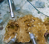 Surveillance of photosynthesis of the dinoflagellate Symbiodinium living endosymbiotically in the coral Porites rus. Prototypes of emitter-detector head MONI-HEAD/S with stainless steel housing are employed. Picture kindly provided by T. Schils.