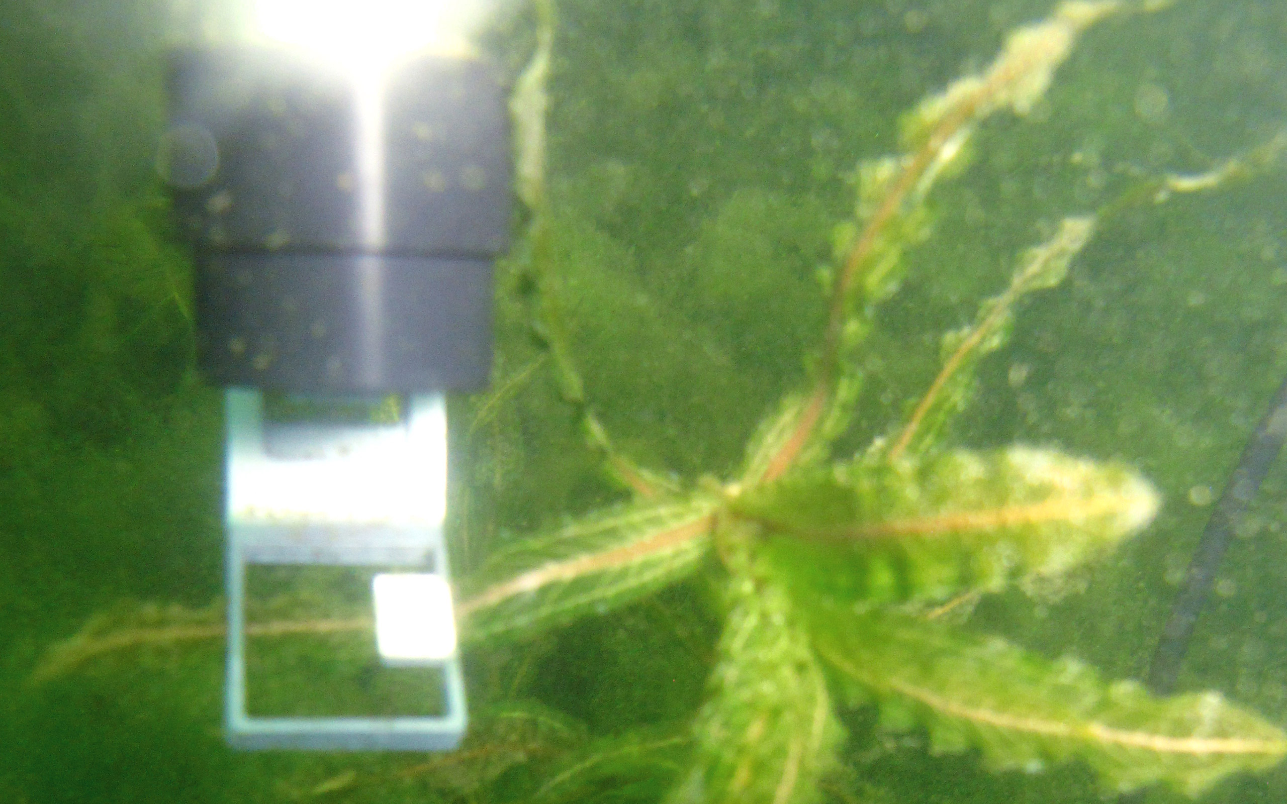 MONI-HEAD/S Measuring Head of the AQUATIC versions recording photosynthesis of an aquatic plant.