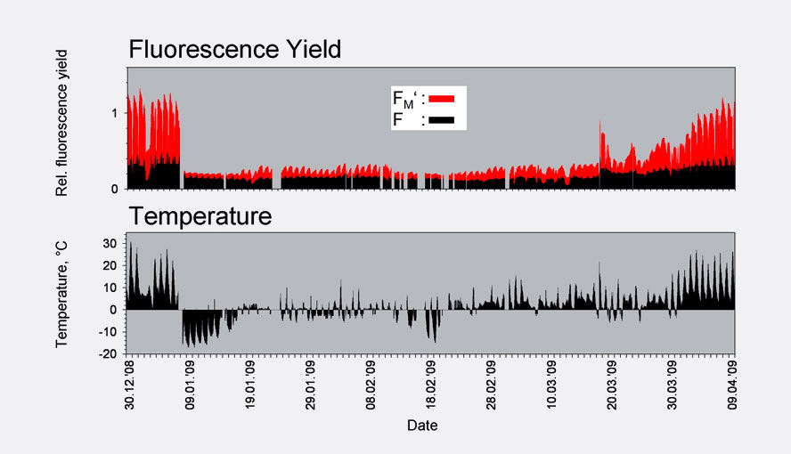 Sustained quenching of chlorophyll fluorescence in evergreen leaves at low temperatures.