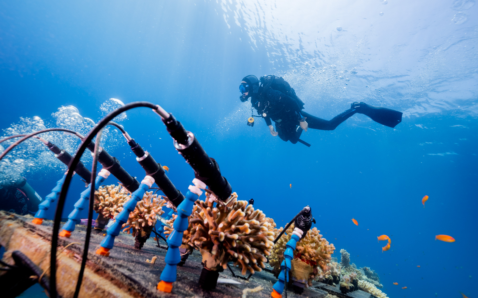 Coral Monitoring Station, realtime open access data on coral health. Photo credit: Omri Omessi.