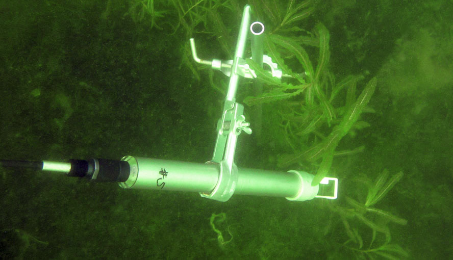 Continuous monitoring of photosynthesis in curly-leaf pondweed (Potamogeton crispus) by a MONI-HEAD/S sensor. (Limnological research base of the Technical University of Munich, Iffeldorf, headed by Prof. A. Melzer. A prototype with stainless steel housing is shown.).