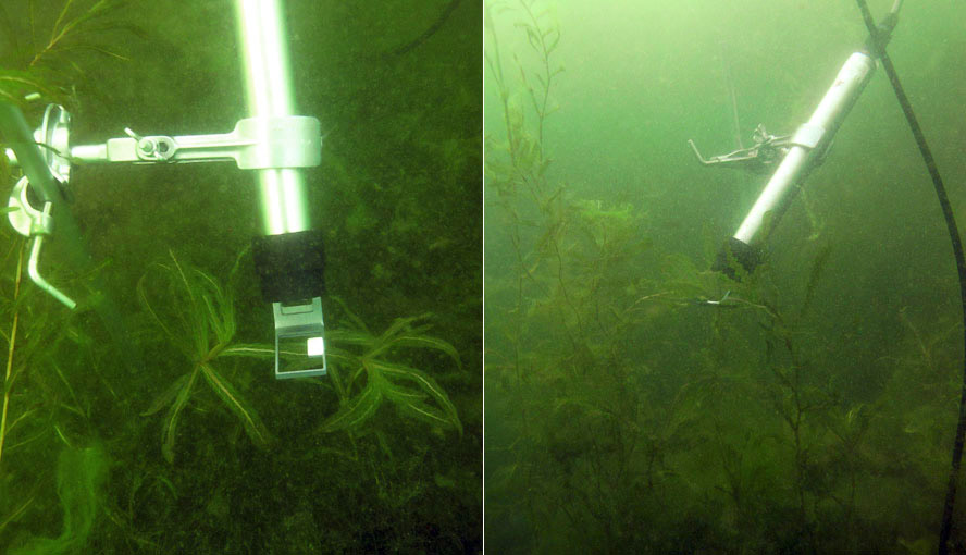 Continuous monitoring of photosynthesis in curly-leaf pondweed (Potamogeton crispus) by MONI-HEAD/S sensors. (Limnological research base of the Technical University of Munich, Iffeldorf, headed by Prof. A. Melzer. Prototypes with stainless steel housing are shown.).