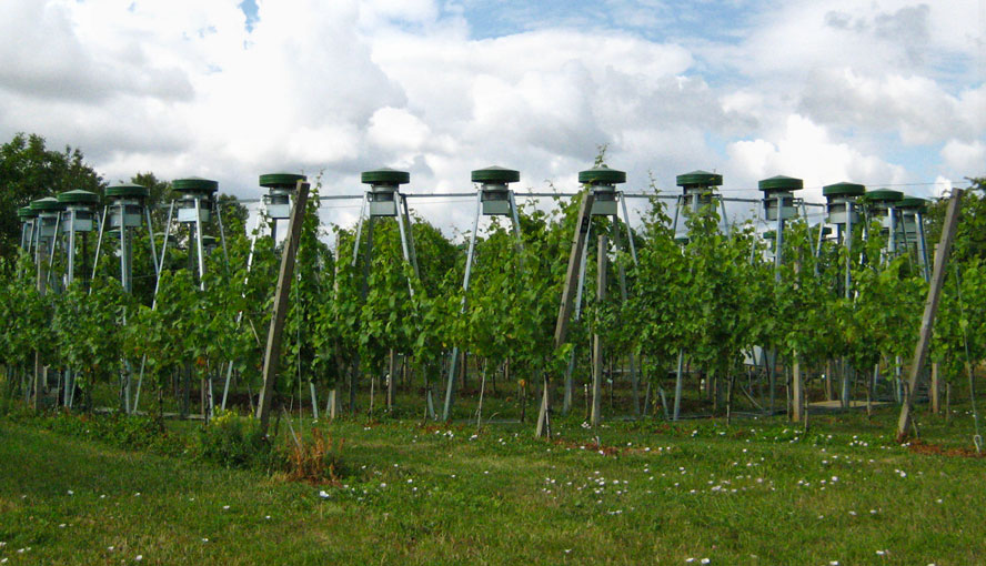 MONITORING-PAM employed in FACE experiment
Ring of CO2 outlets. Picture by courtesy of S. Tittmann and Y. Wohlfahrt, Hochschule Geisenheim.