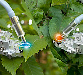 Leaf clip 2035-B. Left: blue light from a MINI‑PAM‑II/B. Right: red light from a MINI‑PAM‑II/R (see BLUE & RED Version).