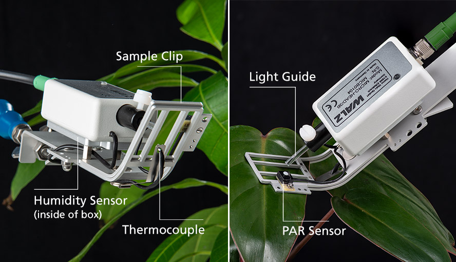 MICRO HEAD/3B. View on lower side of leaf clip (left) and on leaf clip (right).