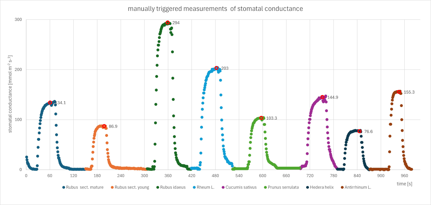 Fig.1: Recording of porometer measurements on a variety of leaves 