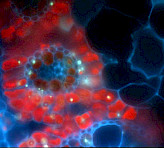 Conventional fluorescence micrograph of a cross section of a leaf with NADP-ME C4 photosynthesis (Cyperus papyrus L.). The MICROSCOPY-PAM can pick bundle sheath (dark red) or mesophyll cells (bright red) for saturation pulse analysis.