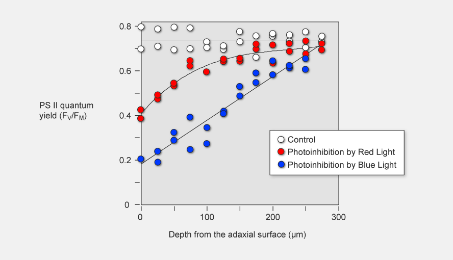 Intra-leaf profiles of FV/FM in leaves of Capsicum annuum measured by a MICROFIBER-PAM having an optical microfiber of 30 μm diameter. The micro fiber was inserted into the leaf tissues with the aid of a three-dimensional water-pressure micromanipulator (WR-60, Narishige, Tokyo, Japan). Prior to FV/FMmeasurements, leaf discs were treated with lincomycin, an inhibitor of protein synthesis, and then photoinhibited at 2000 μmol photons m-2 s-1 at room temperature for 60 min by broad-band blue (400–500 nm, blue symbols), or red light (600–700 nm, red symbols). Measurements with non-irradiated control disks are shown as open symbols. Data from Terashima I, Fujita T, Inoue T, Chow WS, Oguchi R (2009) Plant Cell Physiology 50: 684–697. Original data were kindly provided by Prof. Ichiro Terashima.