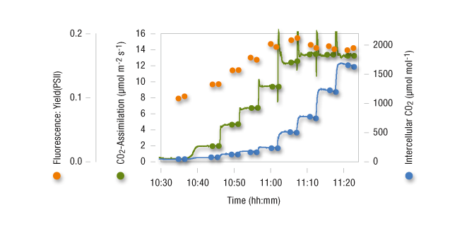 Prunus Cerasus: CO2-Curve
CO2-assimilation, intercellular CO2-concentration and Yield(PSII) of Prunus cerasus during a CO2-curve. The CO2 concentration was stepwise increased. In the steady state of each step the photosynthesis was recorded and a saturating pulse given to measure the yield of PSII. For the dCO2 and dH2O zero values, the trace was repeated with an empty chamber and data recalculated with GFS-Win.