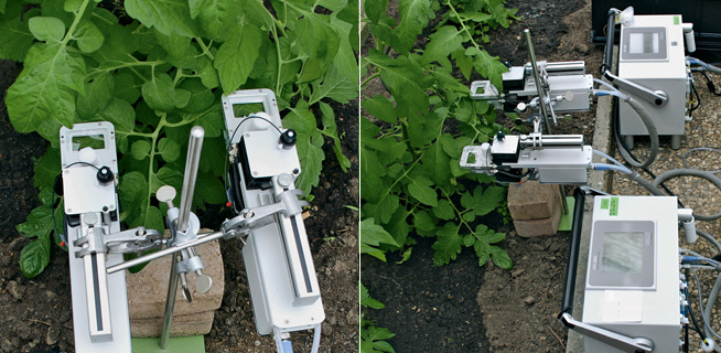 Solanum Lycopersicum: Twin-Measurement with different Temperature Regimes using two GFS-3000