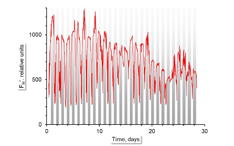 Figure 1: Time course of FM’. Periods of darkness are in marked grey.