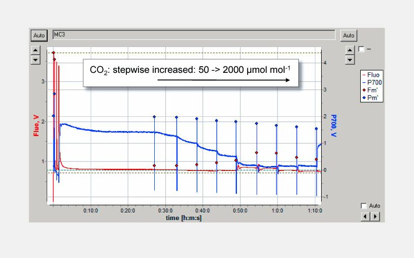 Screen-shot of the DualPAM software showing the effect of increasing CO2 on the P700 (blue trace) and chlorophyll fluorescence signal (red trace); temperature: 30°C, photosynthetically active radiation: 660 μmol m-2 s-1