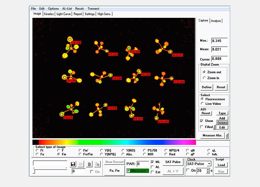 ImagingWin software: Ft-values of Arabidopsis seedlings shown in false color.