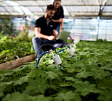 <p>MICRO-HEADs measuring photosynthesis in the greenhouse.</p>