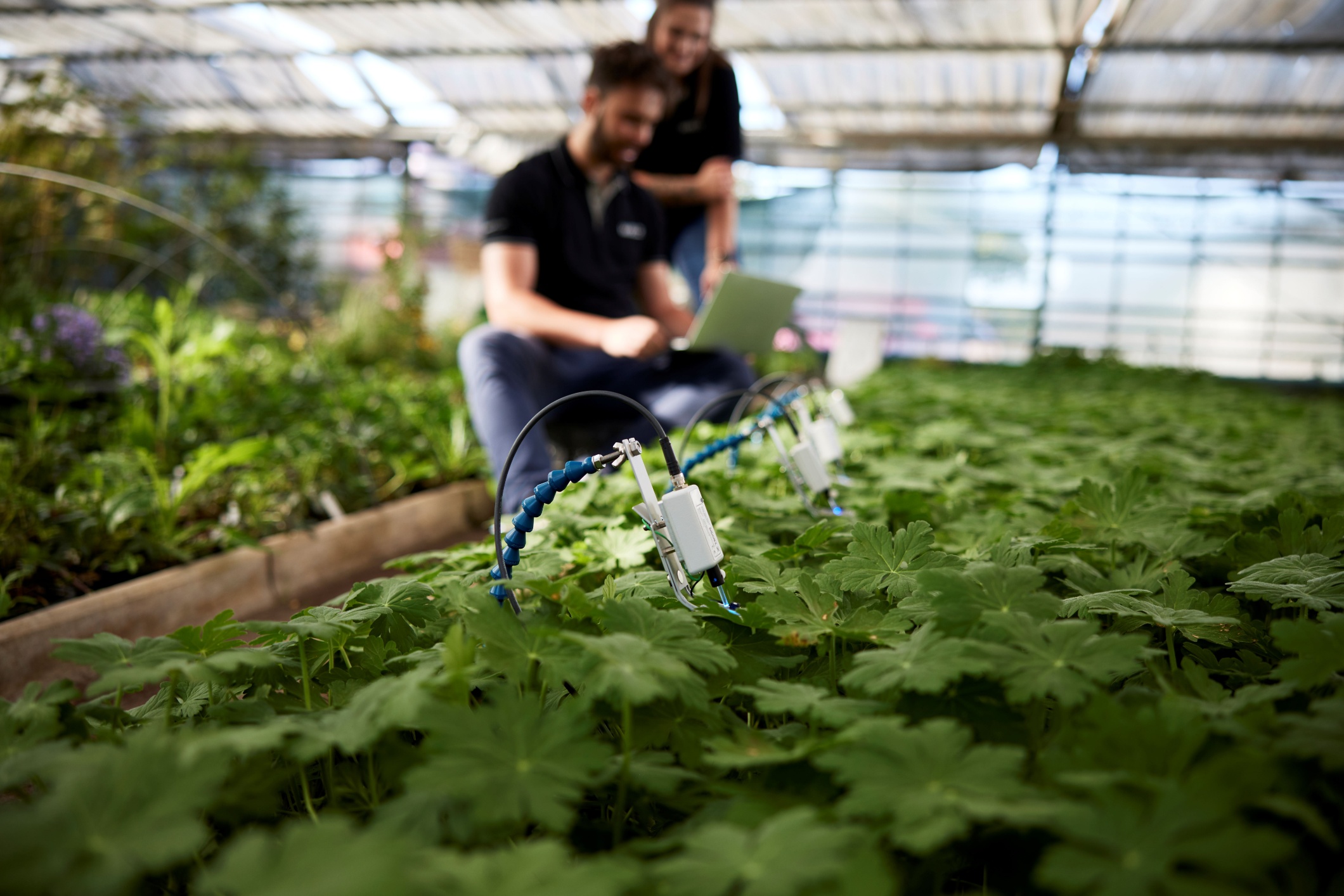 MICRO-HEADs measuring photosynthesis in the greenhouse.