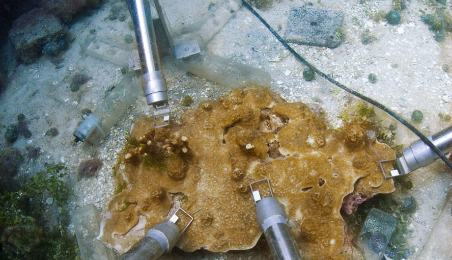 Photosynthesis of dinoflagellates living endosymbiotically in a coral. Picture kindly provided by T. Schils.