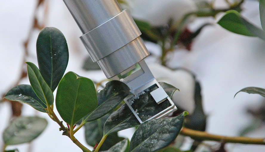 Monitoring of acclimation to low temperatures (Holly, Ilex aquifolium Cultivar: J.C. van Tol).