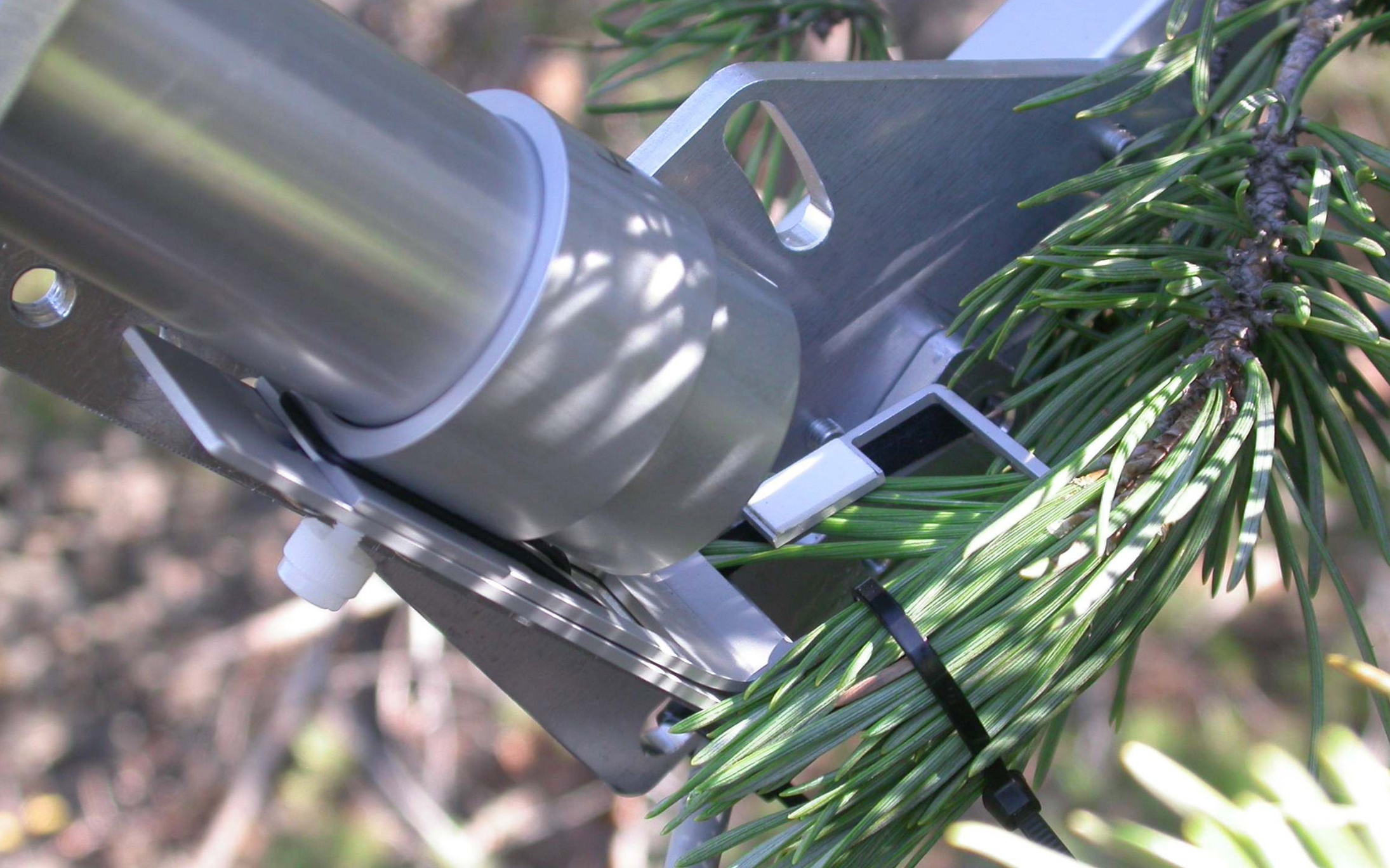 Monitoring photosynthesis in conifer needles. Picture by courtesy of Albert Porcar-Castell, University of Helsinki.