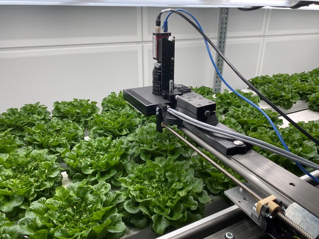 Energy-optimized illumination system for urban indoor plant cultivation in a greenhouse