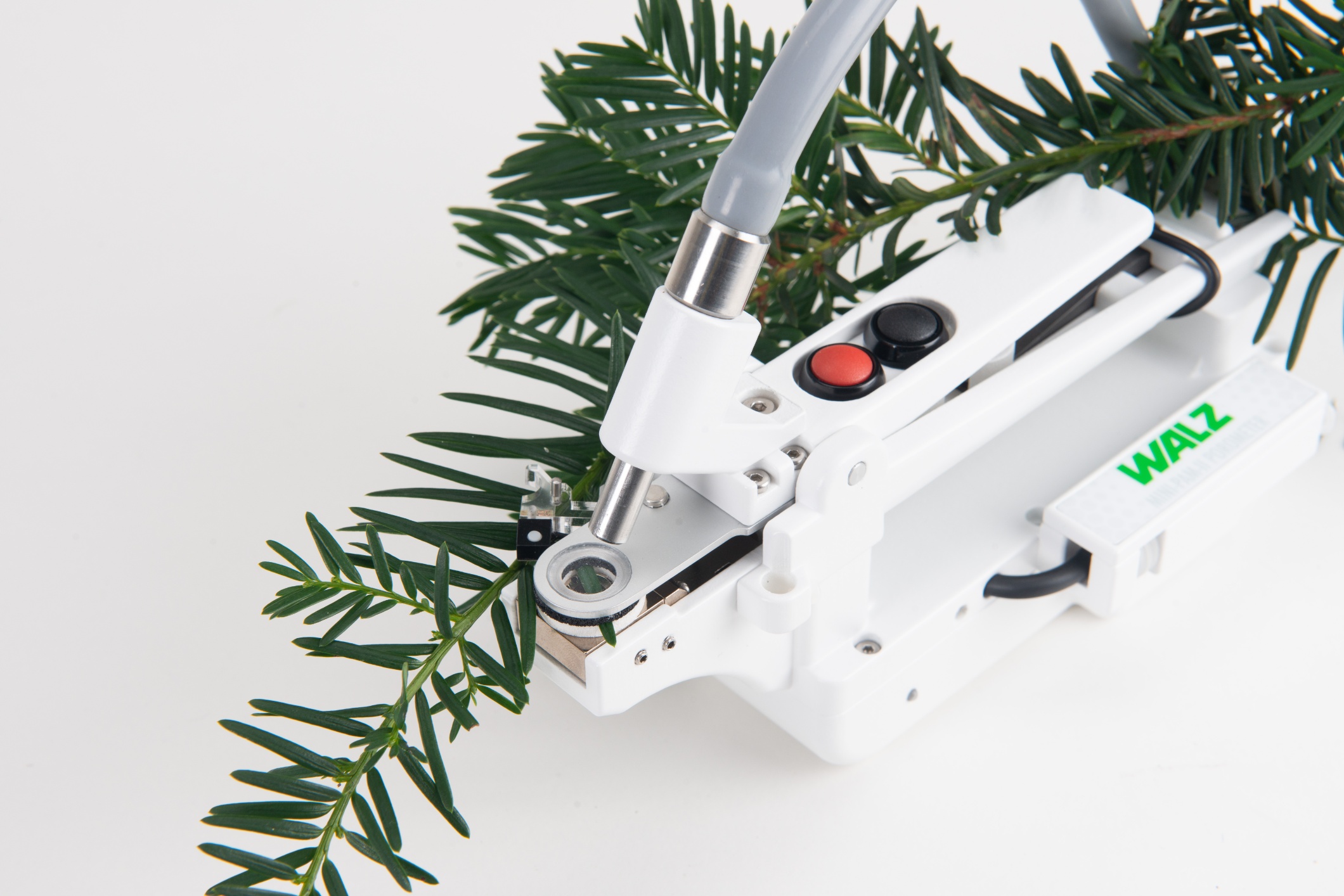 MINI-PAM-II/POROMETER measuring stomatal conductance on needle