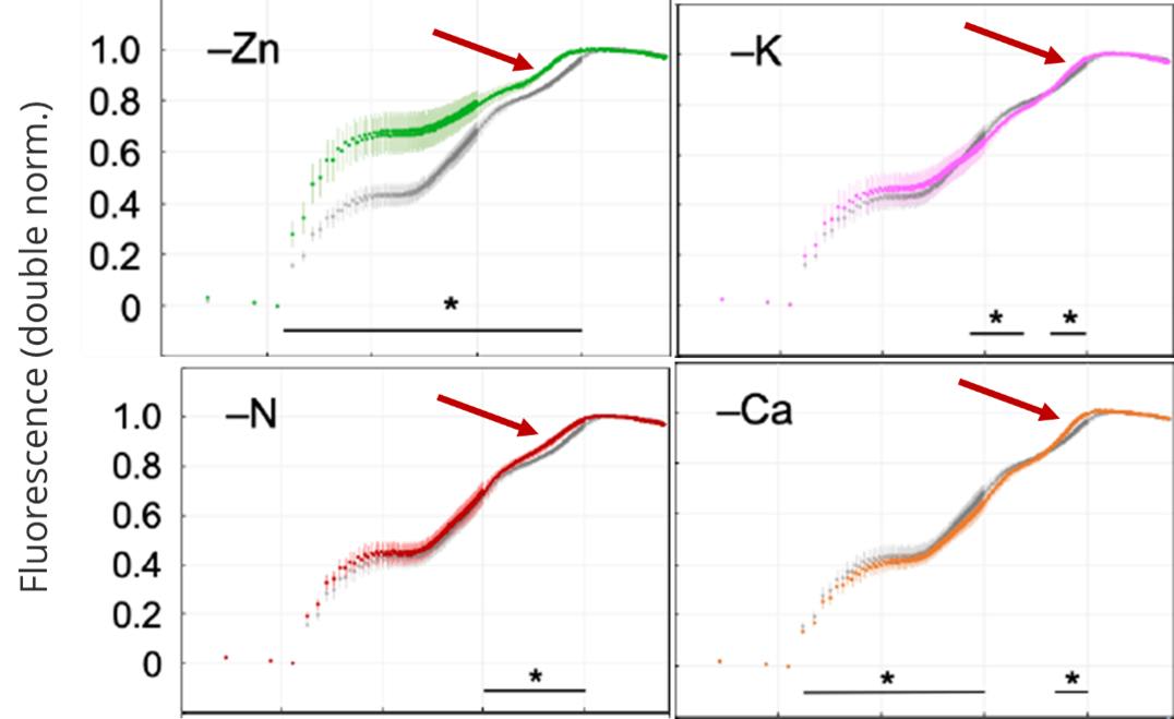 Comparison of fluorescence and P700 kinetics (the 20 ms to 1 s window is shown) when wheat control and mineral-deficient leaves are exposed to an intense pulse of light for 1 second. Control readings are shown in gray each time. The I2-P increase or P700+ decrease in mineral-deficient leaves was faster than in control leaves.