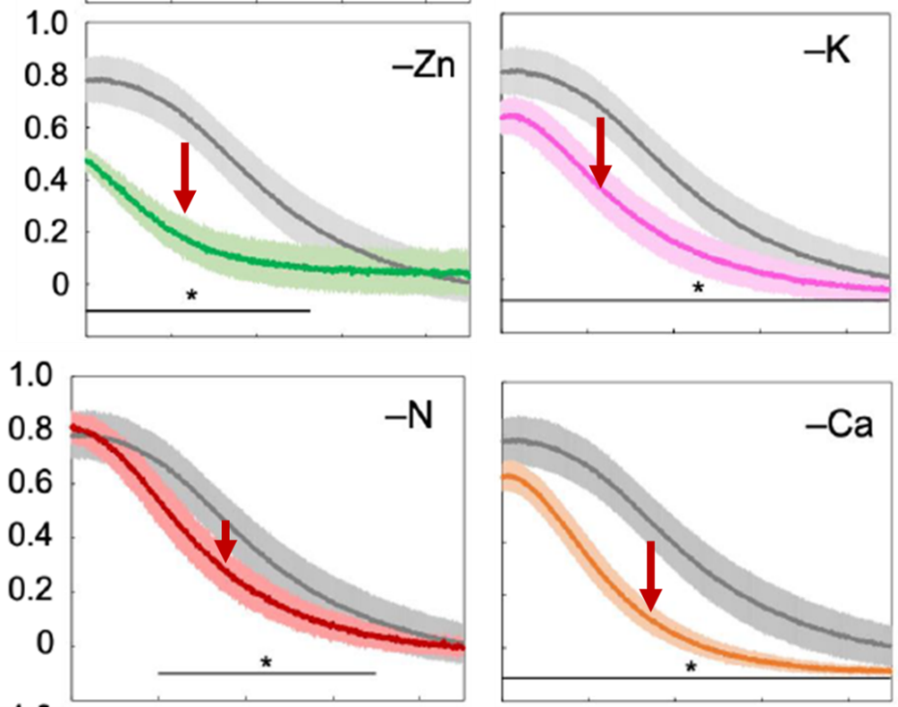 Comparison of fluorescence and P700 kinetics (the 20 ms to 1 s window is shown) when wheat control and mineral-deficient leaves are exposed to an intense pulse of light for 1 second. Control readings are shown in gray each time. The I2-P increase or P700+ decrease in mineral-deficient leaves was faster than in control leaves.