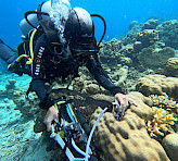 Underwater measurement with a DIVING-PAM-II showing the effective quantum yield of PSII (Y(II)) in giant clams. Photograph courtesy of Nurhikmah Tenripada, Hiroshima University.