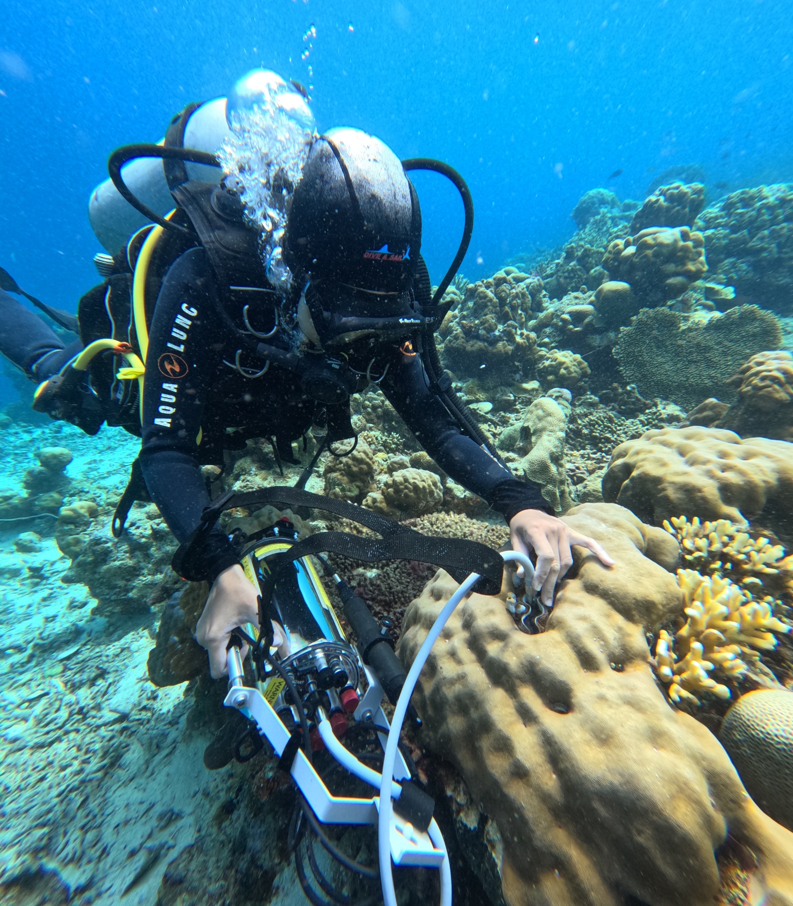 Underwater measurement with a DIVING-PAM-II showing the effective quantum yield of PSII (Y(II)) in giant clams. Photograph courtesy of Nurhikmah Tenripada, Hiroshima University.